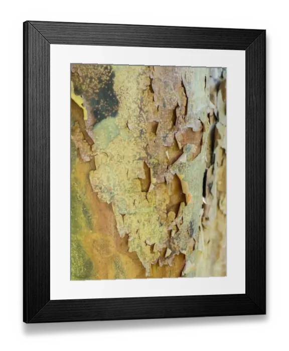 Framed Print : Colorful bark on a tree in a garden Framed Print : Colorful bark on a tree in a garden