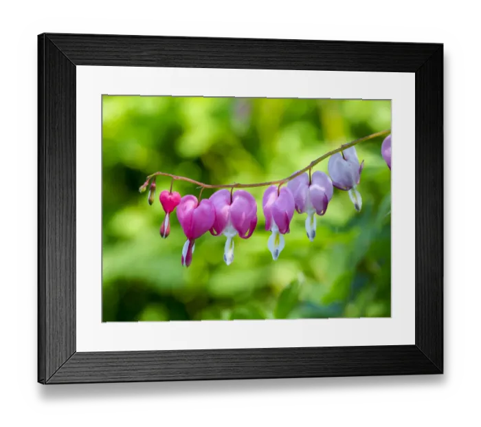 Framed Print : Close-up of a bleeding heart flower Framed Print : Close-up of a bleeding heart flower