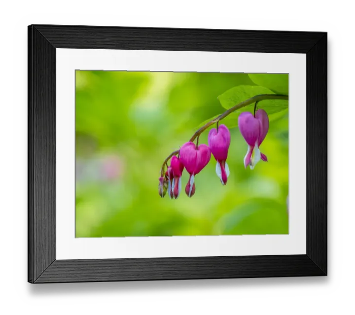 Framed Print : Close-up of a bleeding heart flower Framed Print : Close-up of a bleeding heart flower