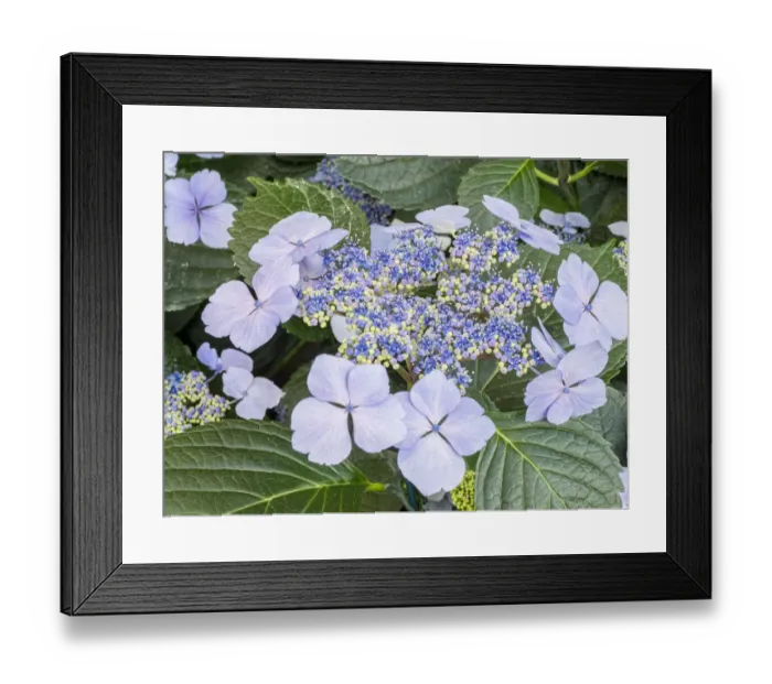 Framed Print : Close-up of a purple lacecap hydrangea