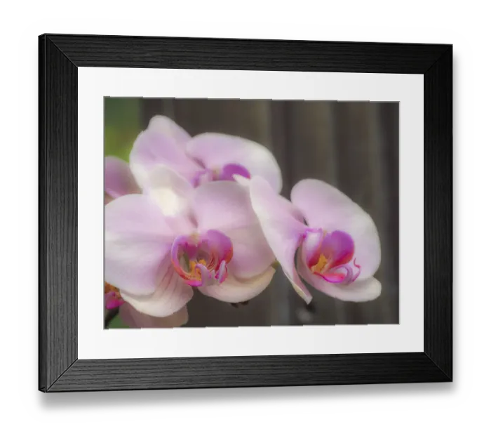 Framed Print : Variety of pink orchid Framed Print : Variety of pink orchid