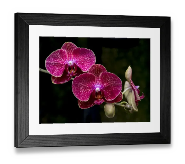 Framed Print : Vanda Crownfox Diva orchid in bloom Framed Print : Vanda Crownfox Diva orchid in bloom