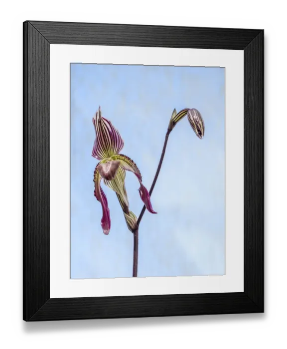 Framed Print : Variety of Slipper orchid Paphiopedilum Framed Print : Variety of Slipper orchid Paphiopedilum