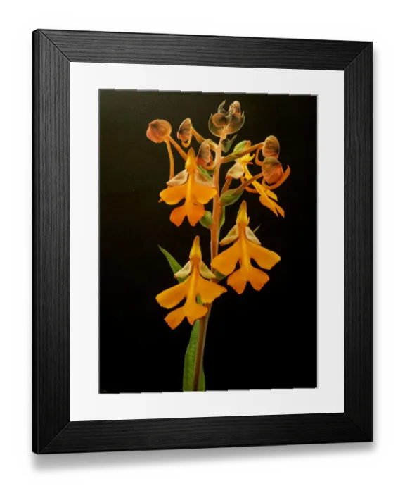 Framed Print : Variety of orange orchid Framed Print : Variety of orange orchid