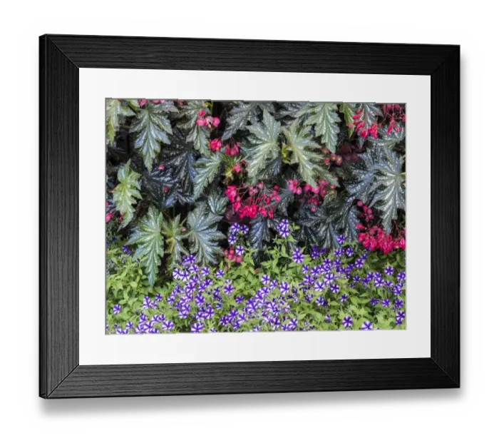 Framed Print : Indoor garden with a variety of spring blooming flowers Framed Print : Indoor garden with a variety of spring blooming flowers