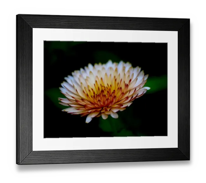 Framed Print : Close-up of a flower