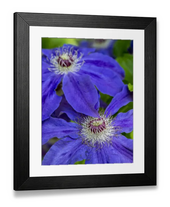 Framed Print : Close-up of a blue clematis
