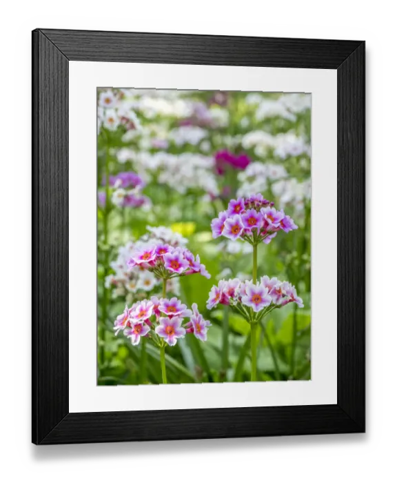 Framed Print : Close-up of a field of Candelabra Primrose Framed Print : Close-up of a field of Candelabra Primrose