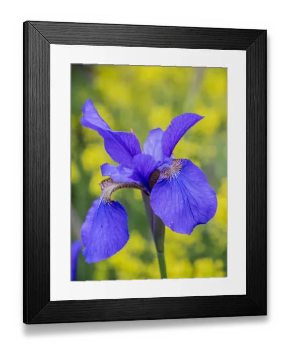 Framed Print : Close-up of purple iris flowers blooming outdoors Framed Print : Close-up of purple iris flowers blooming outdoors