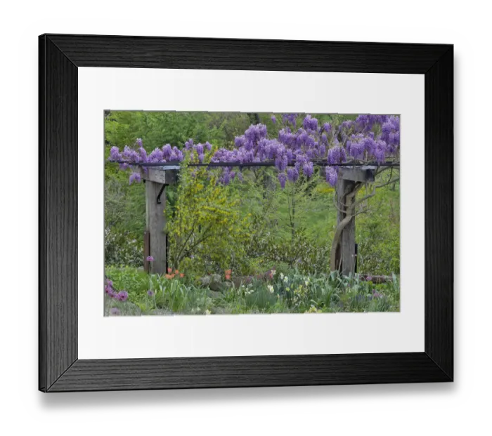 Framed Print : Wisteria in full bloom on trellis, Chanticleer Garden, Wayne, Pennsylvania Framed Print : Wisteria in full bloom on trellis, Chanticleer Garden, Wayne, Pennsylvania