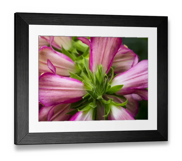Framed Print : Close-up of a pink blossom Framed Print : Close-up of a pink blossom