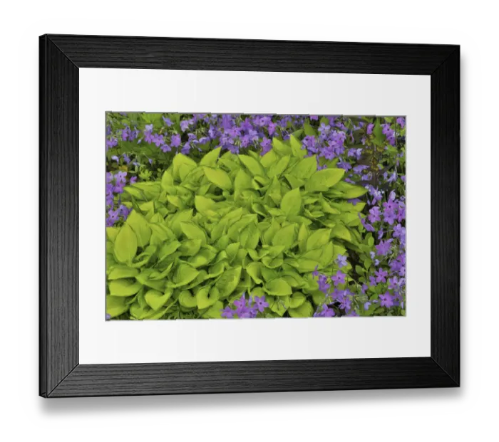 Framed Print : Spring colors, Chanticleer Garden, Wayne, Pennsylvania Framed Print : Spring colors, Chanticleer Garden, Wayne, Pennsylvania