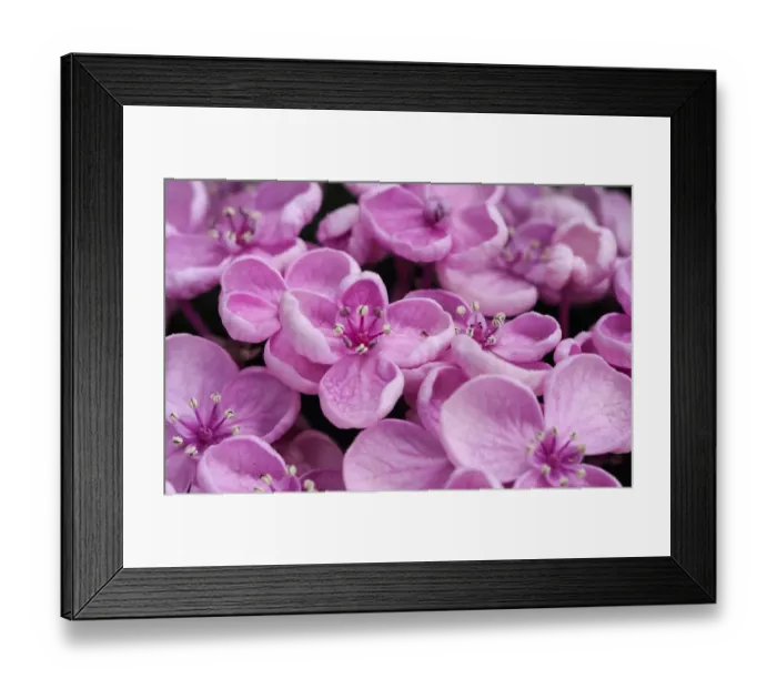 Framed Print : Close-up of a Hydrangea macrophylla Ayesha, lilac pink Framed Print : Close-up of a Hydrangea macrophylla Ayesha, lilac pink