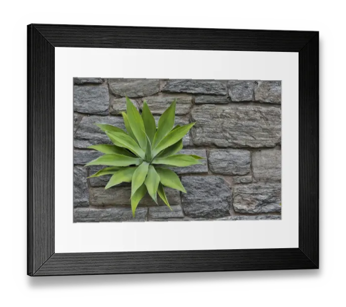 Framed Print : Agave growing through stone wall the ruins. Chanticleer Garden, Wayne, Pennsylvania Framed Print : Agave growing through stone wall the ruins. Chanticleer Garden, Wayne, Pennsylvania