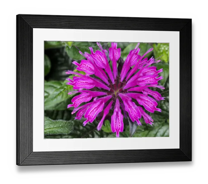 Framed Print : Close-up of a bee balm flower