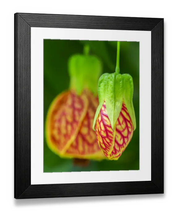 Framed Print : Close-up of a Abutilon Red Tiger Framed Print : Close-up of a Abutilon Red Tiger