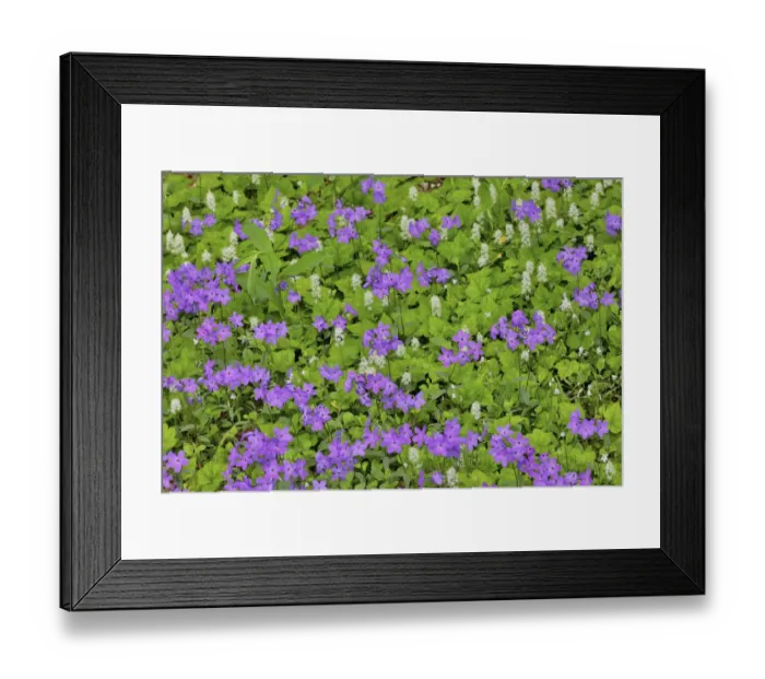 Framed Print : Blooming phlox, Chanticleer Garden, Wayne, Pennsylvania