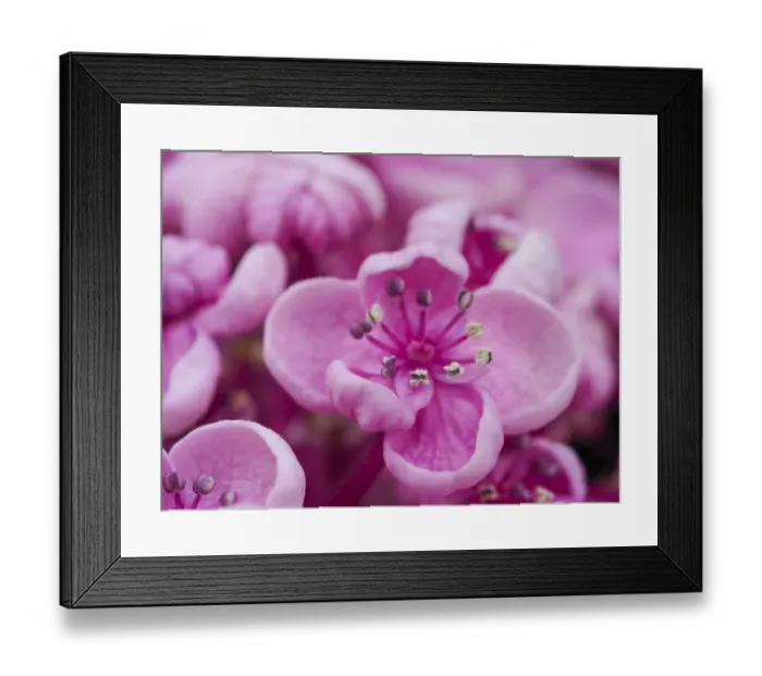 Framed Print : Close-up of a Hydrangea macrophylla Ayesha, lilac pink Framed Print : Close-up of a Hydrangea macrophylla Ayesha, lilac pink