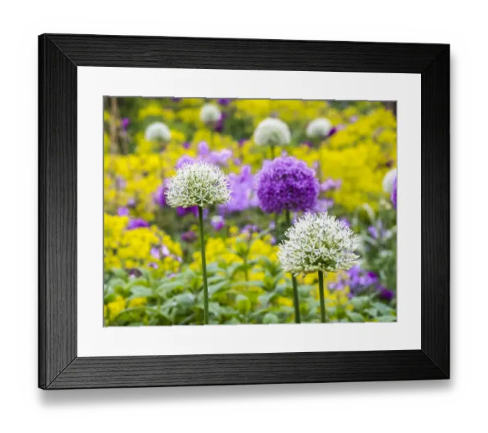 Framed Print : Blooming purple and white allium amongst yellow flowers Framed Print : Blooming purple and white allium amongst yellow flowers