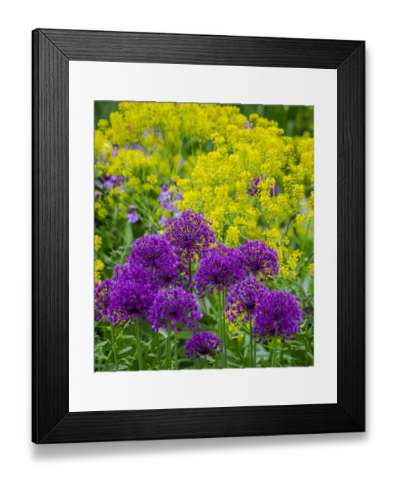 Framed Print : Purple allium blooming amongst yellow flowering plants Framed Print : Purple allium blooming amongst yellow flowering plants