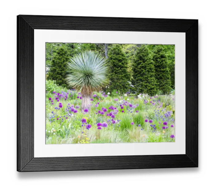 Framed Print : Purple allium and other flowers blooming in a spring garden Framed Print : Purple allium and other flowers blooming in a spring garden