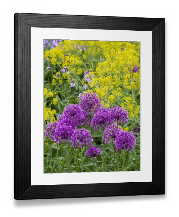 Framed Print : Purple allium blooming amongst yellow flowering plants Framed Print : Purple allium blooming amongst yellow flowering plants