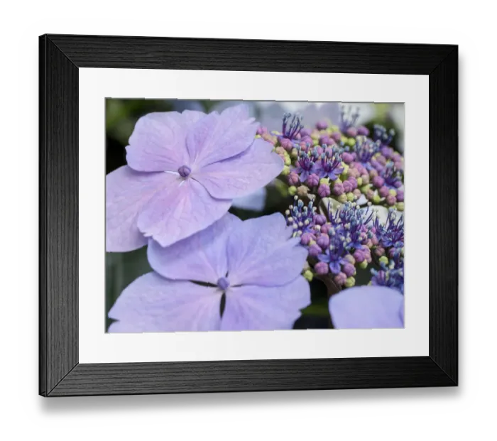 Framed Print : Close-up of a purple lacecap hydrangea Framed Print : Close-up of a purple lacecap hydrangea