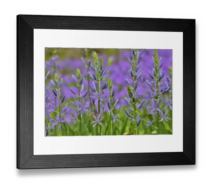 Framed Print : Camas along Bells Run Creek, Chanticleer Garden, Wayne, Pennsylvania