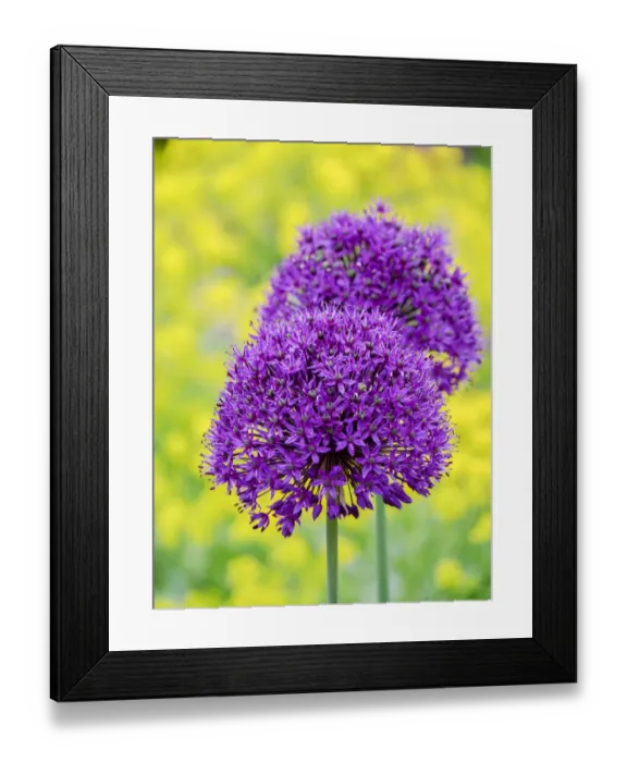 Framed Print : Purple allium blooming amongst yellow flowering plants
