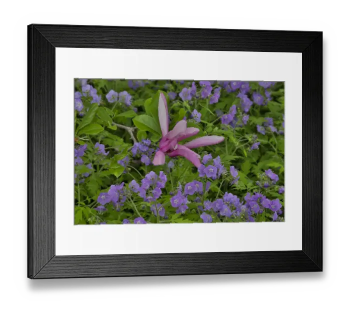 Framed Print : Springtime, Chanticleer Garden, Wayne, Pennsylvania