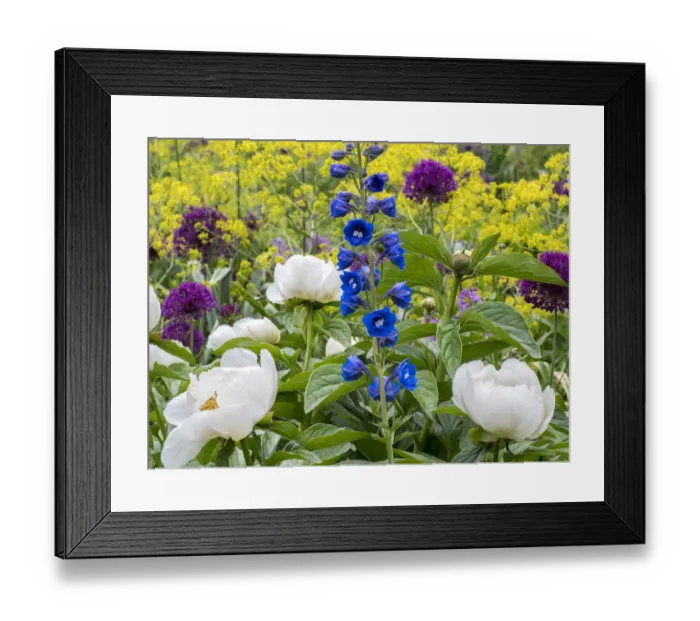 Framed Print : Variety of spring blooming flowers in a garden