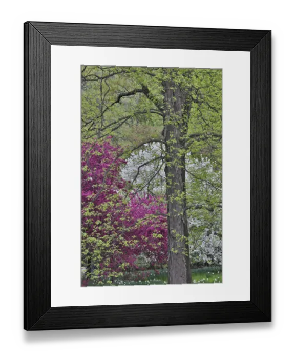 Framed Print : Flowering crabapple trees, Chanticleer Garden, Wayne, Pennsylvania Framed Print : Flowering crabapple trees, Chanticleer Garden, Wayne, Pennsylvania