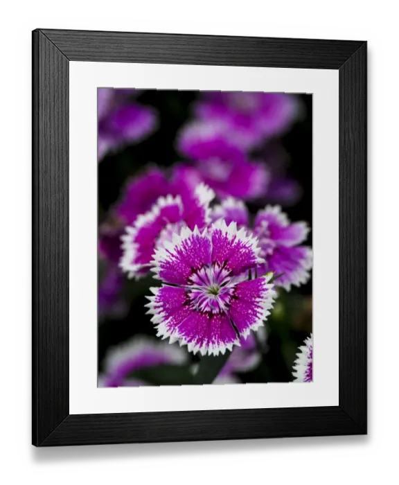 Framed Print : Close-up of a pink variegated dianthus blossom Framed Print : Close-up of a pink variegated dianthus blossom