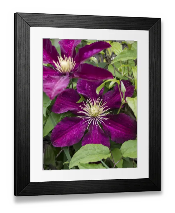 Framed Print : Climbing fuchsia clematis in a garden Framed Print : Climbing fuchsia clematis in a garden