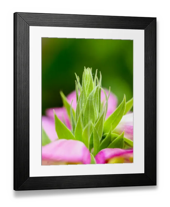 Framed Print : Close-up of a pink blossom