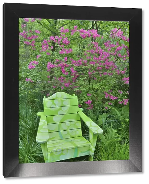 Green chair and azalea in bloom, Chanticleer Garden, Wayne, Pennsylvania