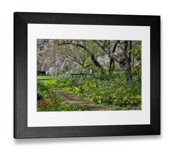 Framed Print : Flowering cherry trees in the garden at Strathmore College, Pennsylvania