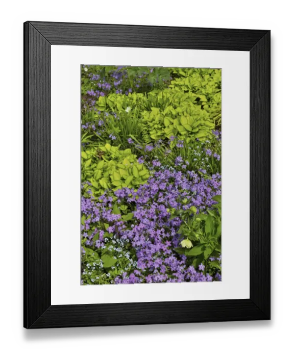 Framed Print : Spring colors Chanticleer Garden, Wayne, Pennsylvania