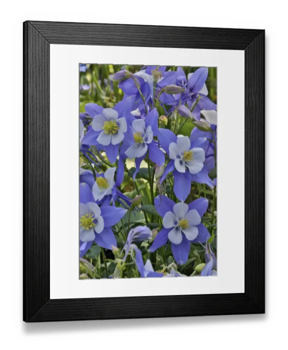Framed Print : Blooming columbine, Longwood Gardens, Pennsylvania Framed Print : Blooming columbine, Longwood Gardens, Pennsylvania