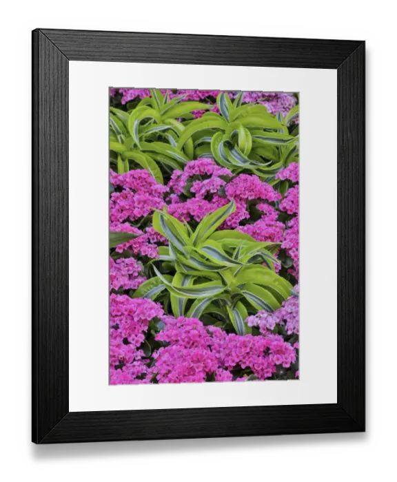 Framed Print : Pinks and green design in the Conservatory, Longwood Garden, Pennsylvania