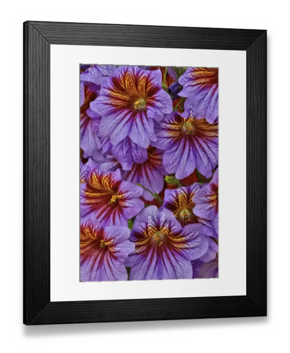 Framed Print : Painted tongue in Longwood Gardens Conservatory, Pennsylvania