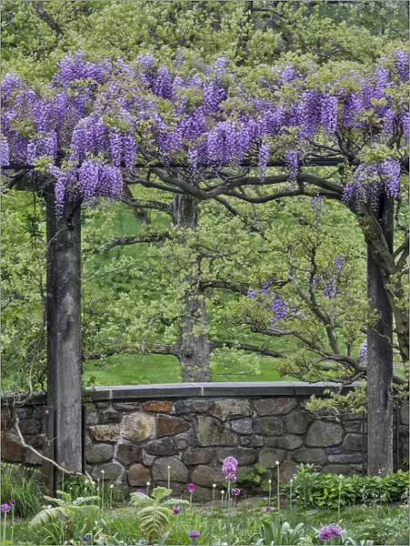 Wisteria in full bloom on trellis Chanticleer Garden, Wayne, Pennsylvania