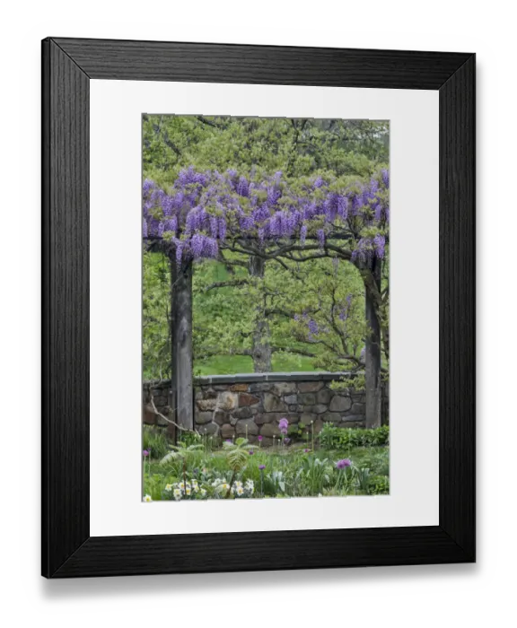 Framed Print : Wisteria in full bloom on trellis Chanticleer Garden, Wayne, Pennsylvania Framed Print : Wisteria in full bloom on trellis Chanticleer Garden, Wayne, Pennsylvania