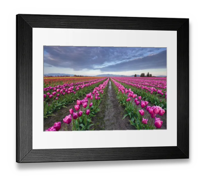 Framed Print : USA, Washington State, Skagit Valley. Rows of pink tulips Framed Print : USA, Washington State, Skagit Valley. Rows of pink tulips