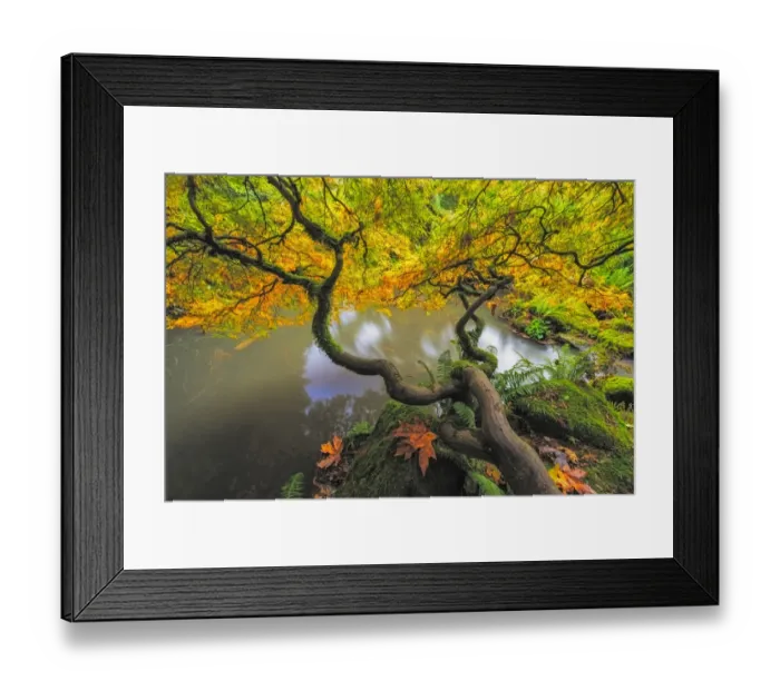 Framed Print : USA, Washington State, Seattle. Japanese maple and pond in Kubota Garden. Credit as Framed Print : USA, Washington State, Seattle. Japanese maple and pond in Kubota Garden. Credit as