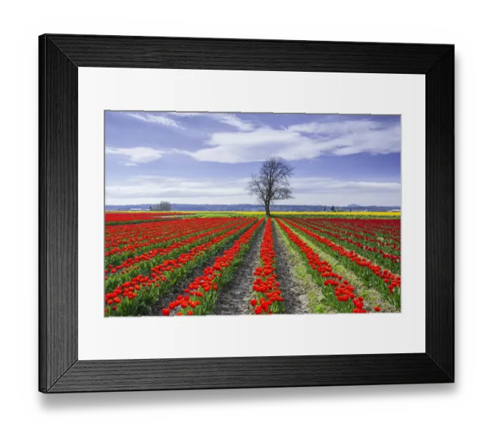 Framed Print : USA, Washington State, Skagit Valley. Rows of red tulips and tree Framed Print : USA, Washington State, Skagit Valley. Rows of red tulips and tree