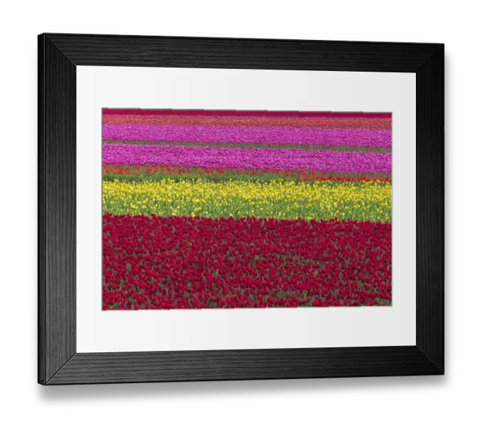 Framed Print : USA, Washington State, Skagit Valley. Row patterns of tulips