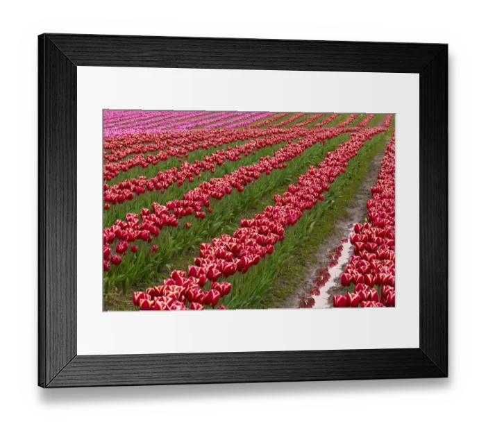 Framed Print : USA, Washington State, Skagit Valley. Rows of red tulips
