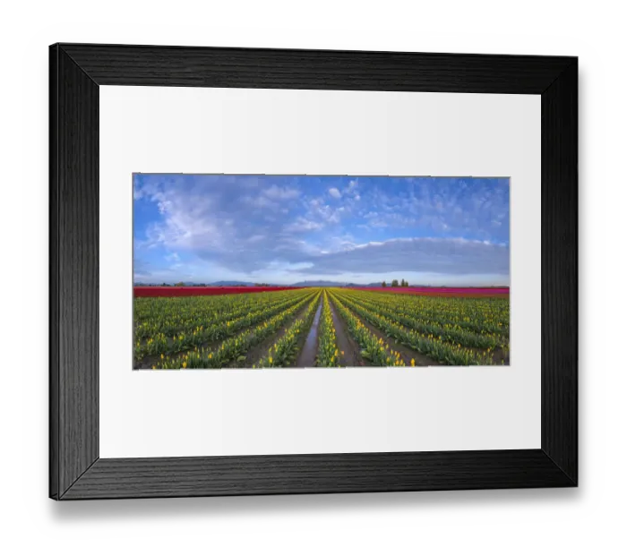 Framed Print : USA, Washington State, Skagit Valley. Rows of tulips and sky