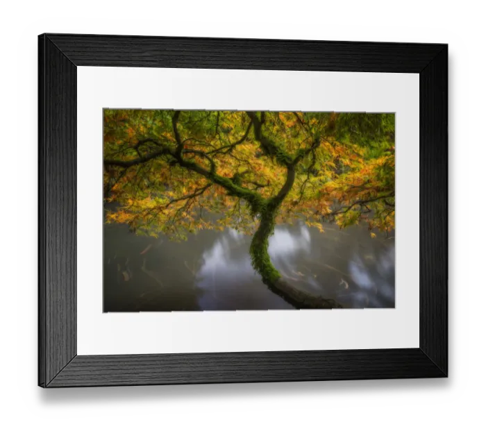 Framed Print : USA, Washington State, Seattle. Japanese maple and pond in Kubota Garden. Credit as Framed Print : USA, Washington State, Seattle. Japanese maple and pond in Kubota Garden. Credit as